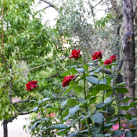 Ergul Motel Кючуккую Екстер'єр фото
